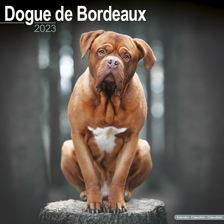 Kalendář 2024 Bordeauxská doga