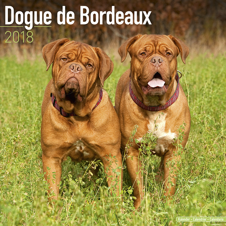 Kalendář 2018 Bordeauxská doga