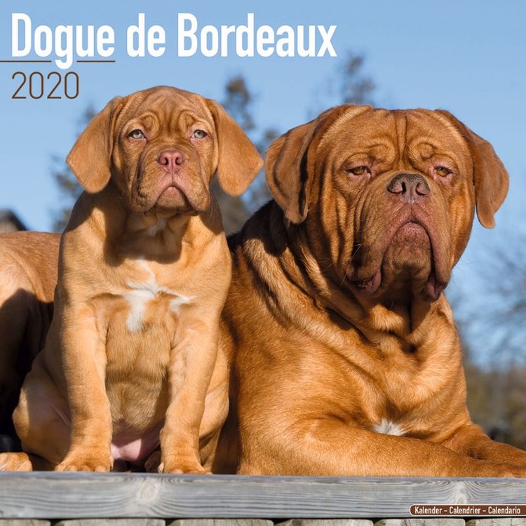 Kalendář 2024 Bordeauxská doga