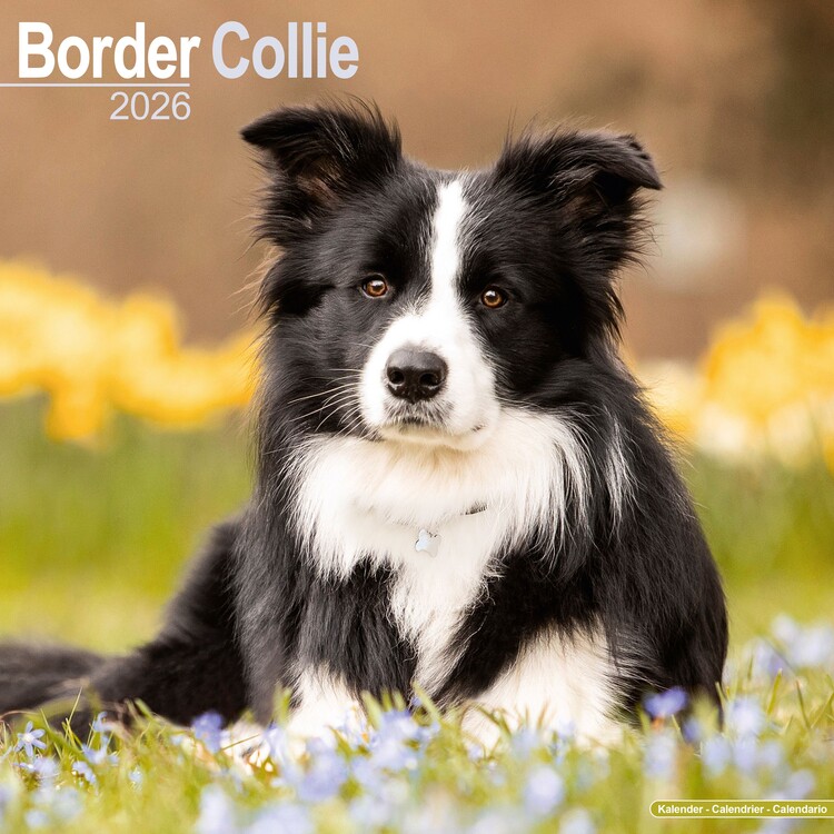 Kalendář 2026 Border Collie