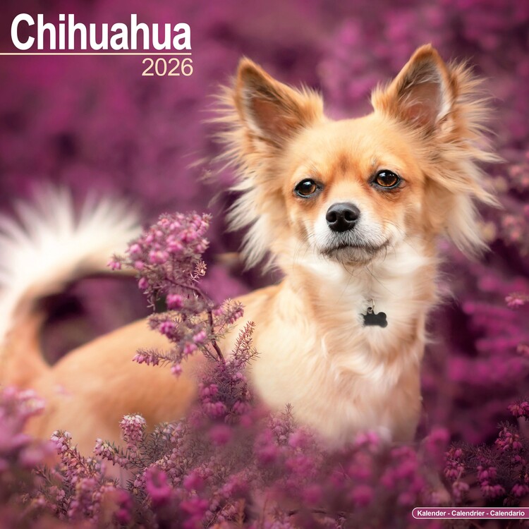 Kalendář 2026 Chihuahua