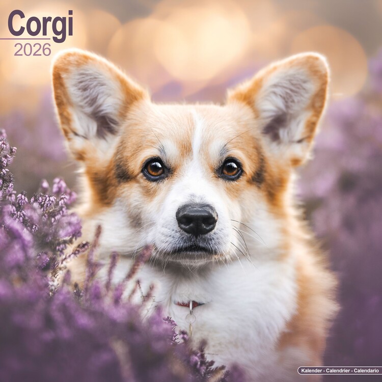 Kalendář 2026 Corgi
