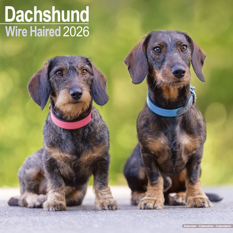 Kalendář 2026 Dachshund - Wirehaired