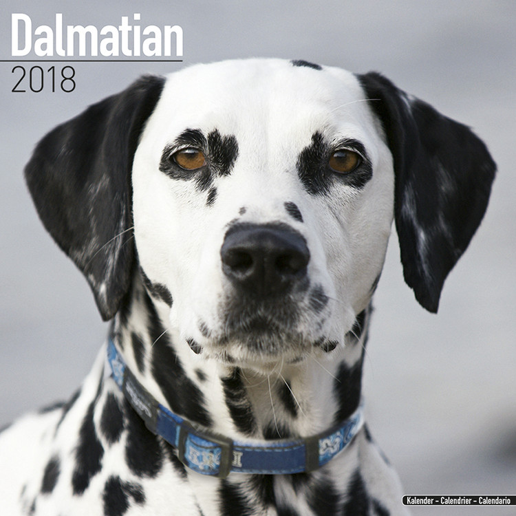 Kalendář 2018 Dalmatin
