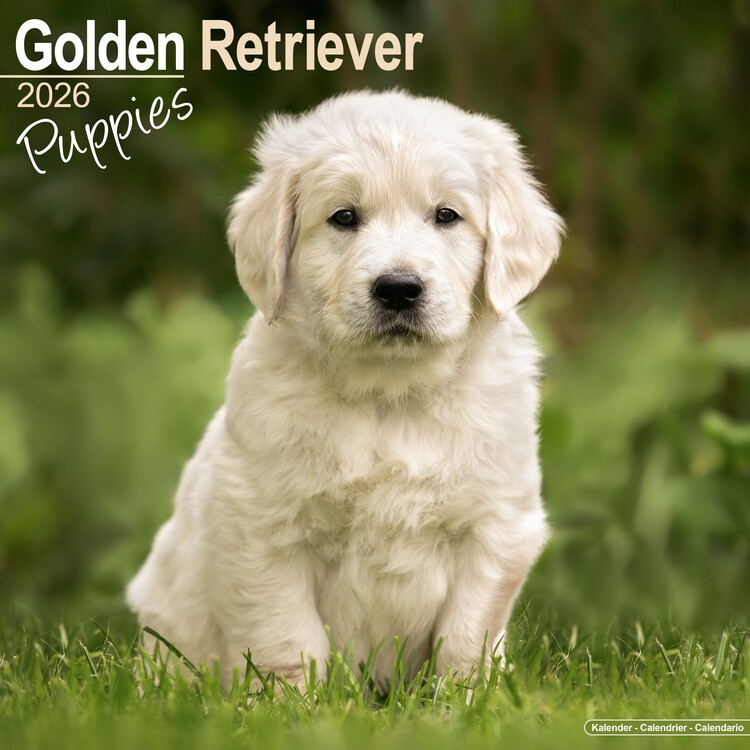 Kalendář 2026 Golden Retriever
