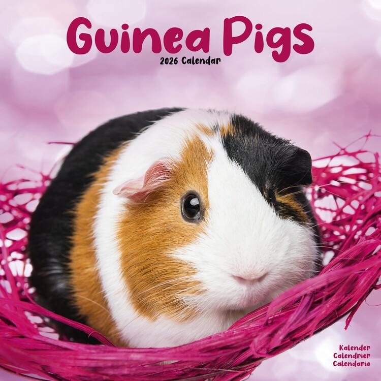 Kalendář 2026 Guinea Pigs