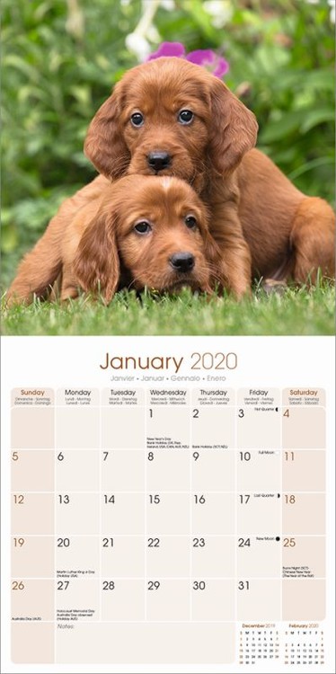 Kalendář 2020 Irský Setr
