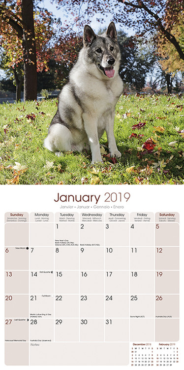Kalendář 2019 Norský Losí Pes Šedý