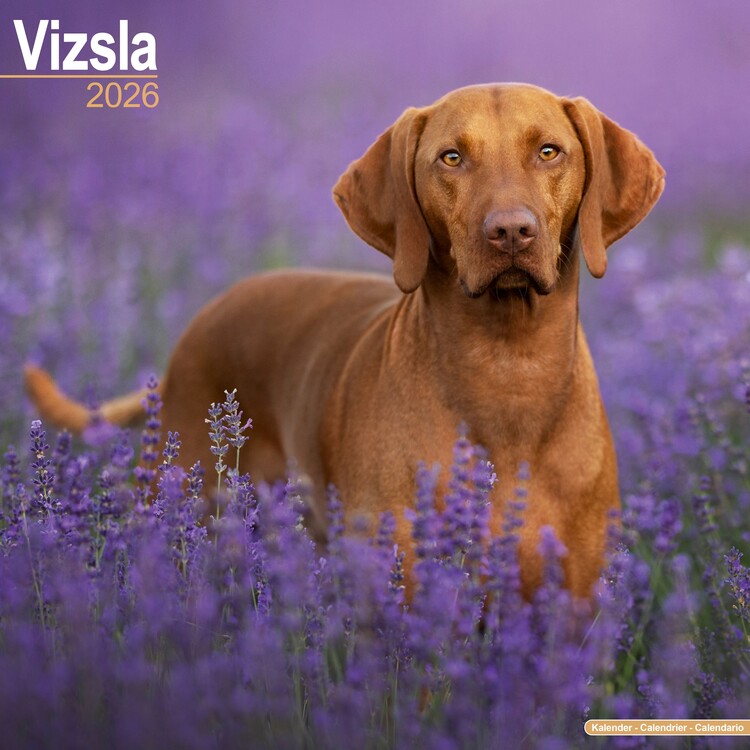 Kalendář 2026 Vizsla