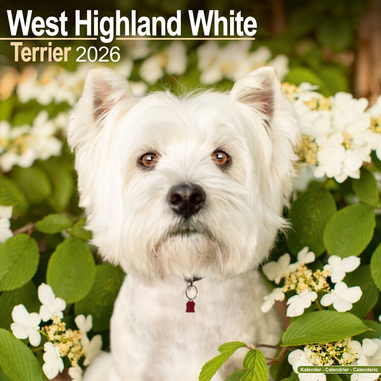 Kalendář 2026 West Highland Terrier