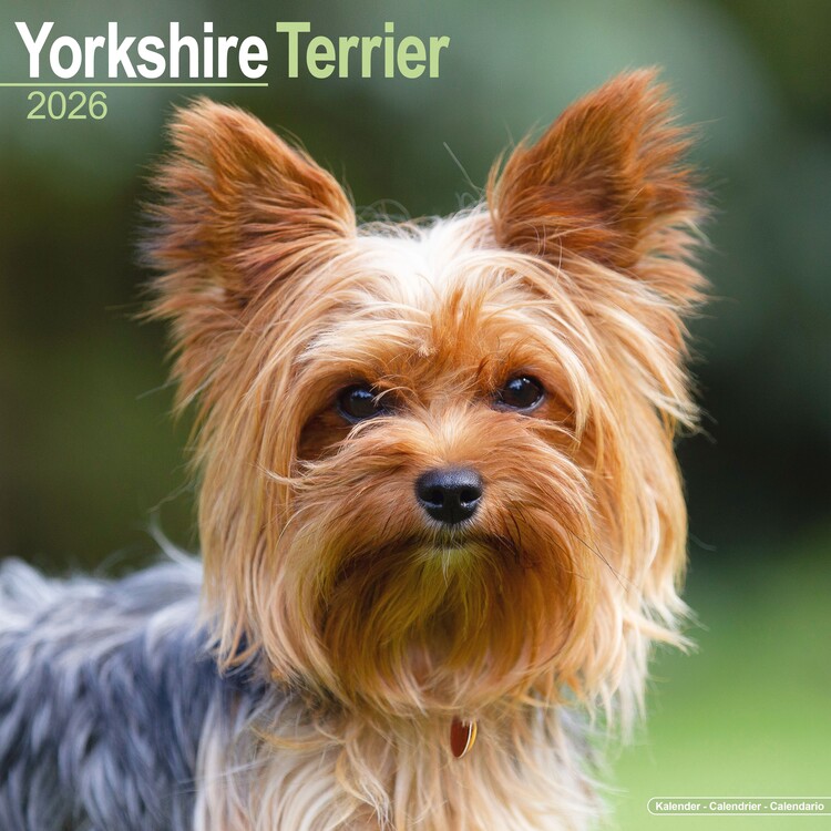 Kalendář 2026 Yorkshire Terrier