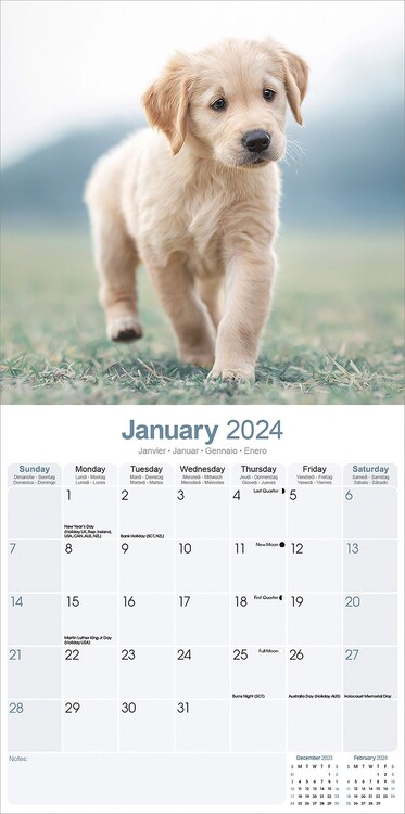 Kalendář 2024 Zlatý Retrívr - Štěňata