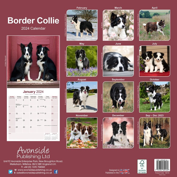 su border collies prikladni za djecu