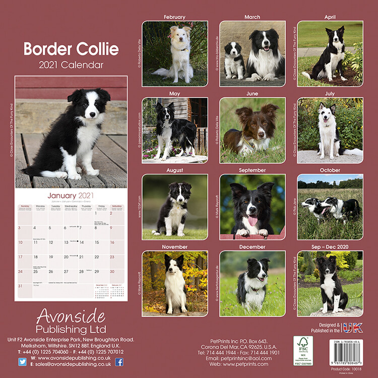 su border collies prikladni za djecu