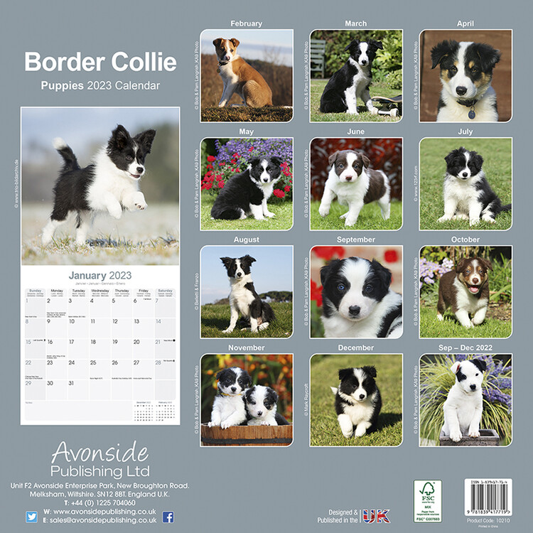 su border collies prikladni za djecu