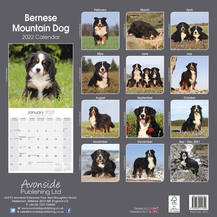 Bernese Mountain Dog - Väggkalendrar 2022 | Köp På Europosters.se