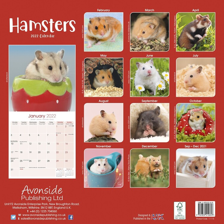 Hamsters - Väggkalendrar 2022 | Köp På Europosters.se