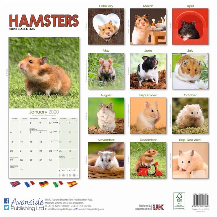 Hamsters - Väggkalendrar 2020 | Köp På Europosters.se
