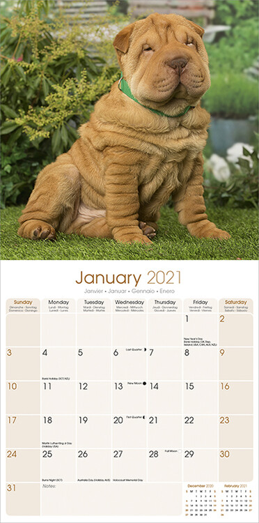 Shar Pei Vaggkalendrar Kop Pa Europosters Se