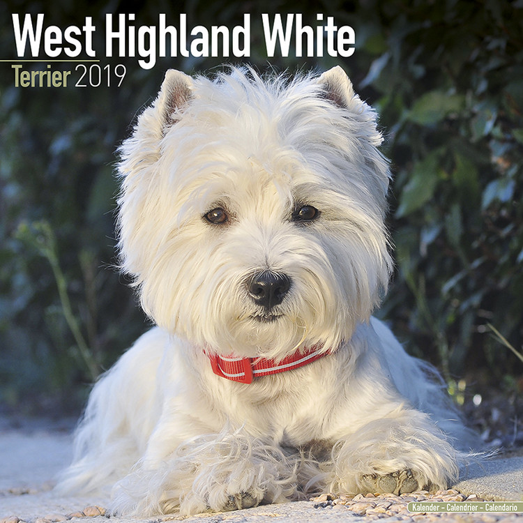 West Highland Terrier - Wandkalender 2022 | bei Europosters