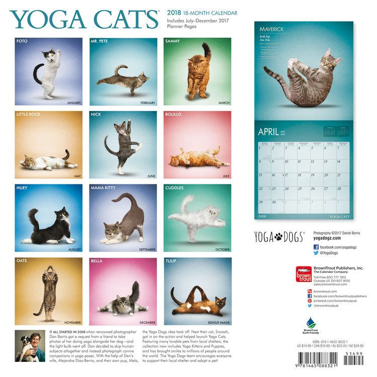 Yoga Cats Wandkalender 2022 Bei Europosters