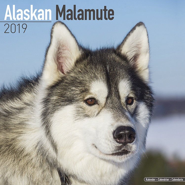 Alaskan Malamute Wandkalender 2024 Kaufen bei Europosters