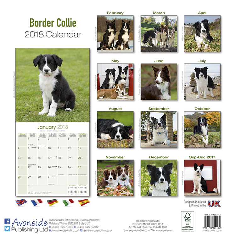 Kalender 2021 Border Collie Bei Europosters