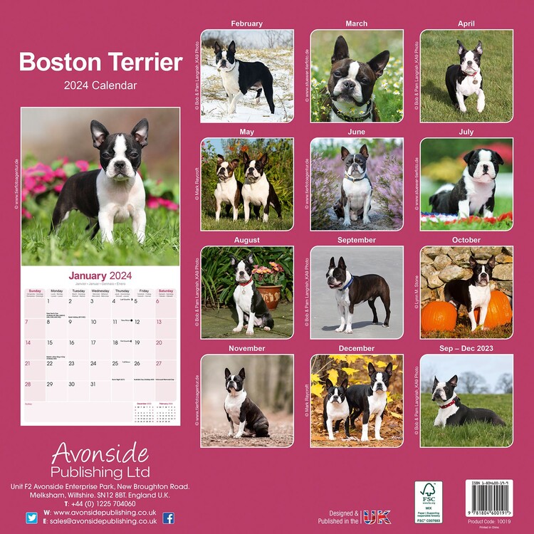 Boston Terrier Wandkalender 2024 Kaufen bei Europosters