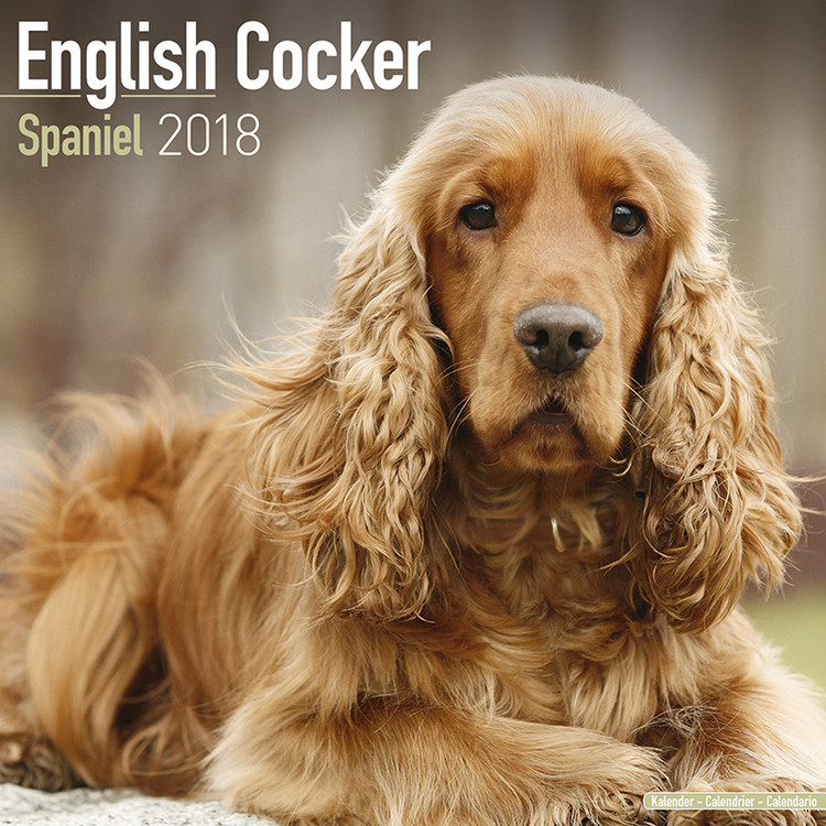  Kalender 2020 English Cocker Spaniel EuroPosters se