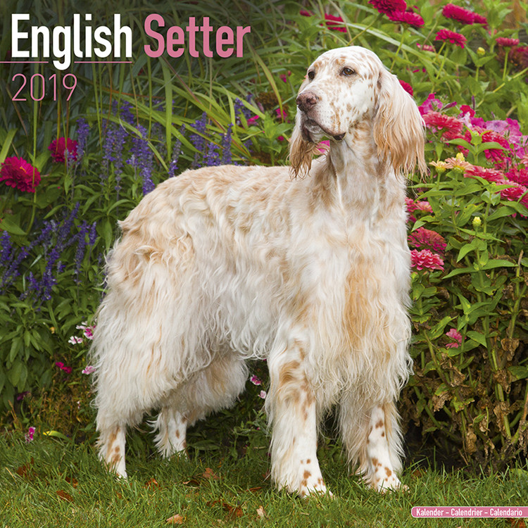  Kalender 2020 English Setter bei EuroPosters