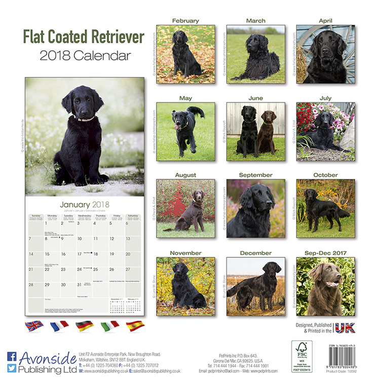 Flat Coated Retriever - Veggkalendre 2024 | Kjøp hos Europosters