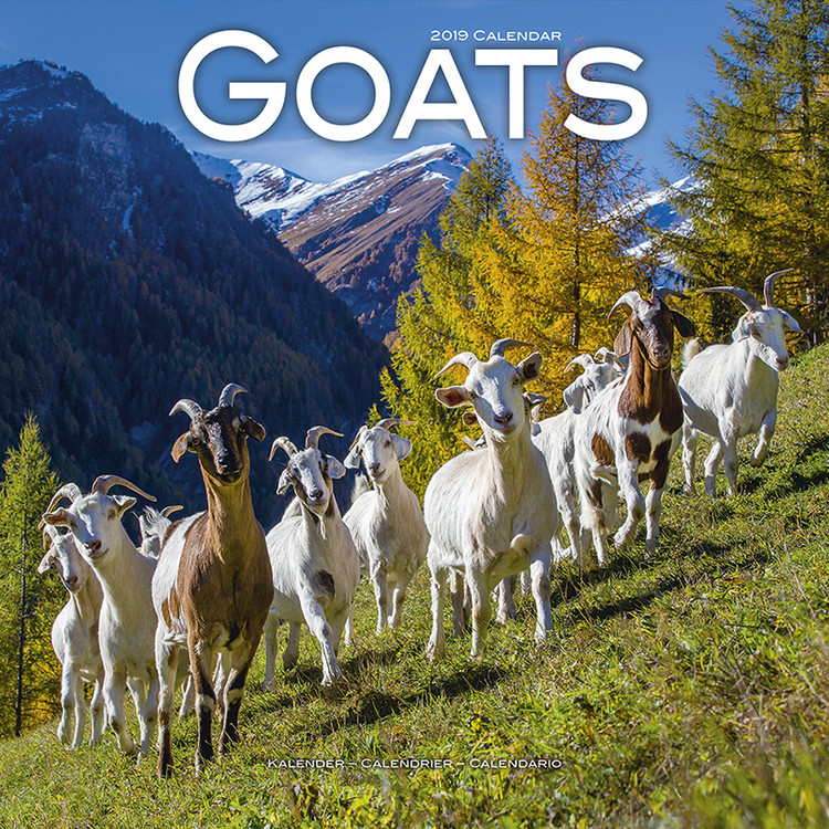 Goats Wandkalender 2024 Kaufen bei Europosters
