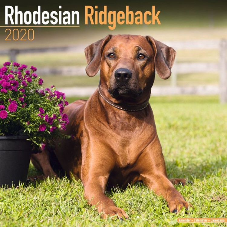 Kalender 2020 Rhodesian Ridgeback