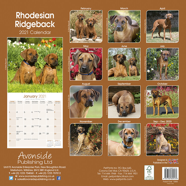 Kalender 2021 Rhodesian Ridgeback