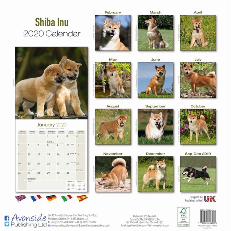 Shiba Inu Wandkalender 2025 Kaufen bei Europosters