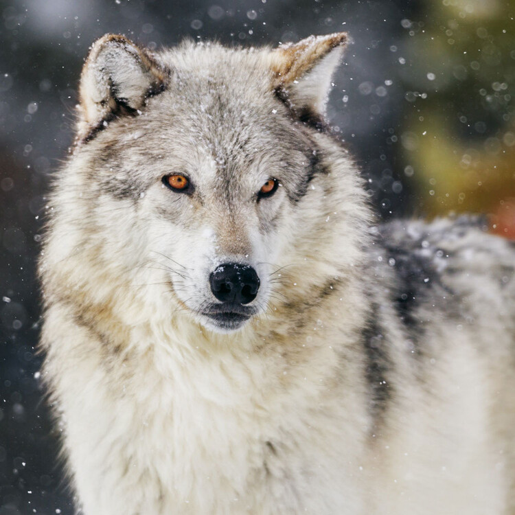 Wolves Wandkalender 2022 Bei Europosters