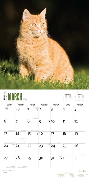 Katte - Vægkalendere 2016 | Køb på Europosters