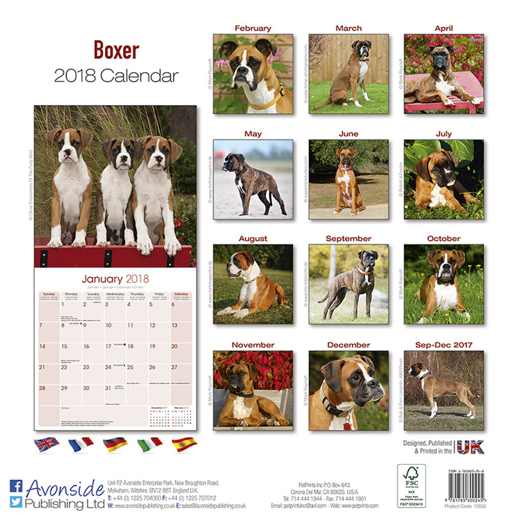 Boxer Kalender 2020 Pa Europosters Dk