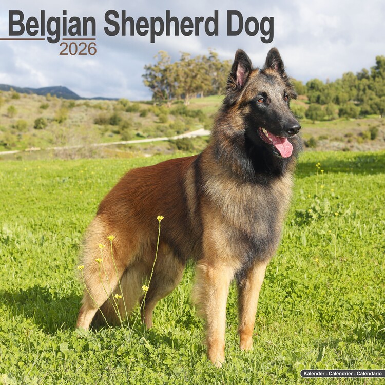Kalender 2026 Belgian Shepherd Dog