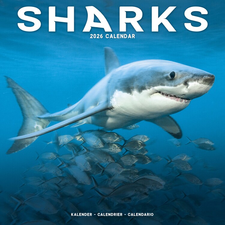 Kalender 2026 Sharks