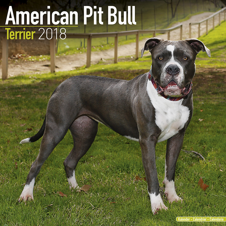 Koledar 2018 American Pit Bull Terrier