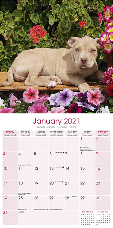 Koledar 2021 American Pit Bull Terrier