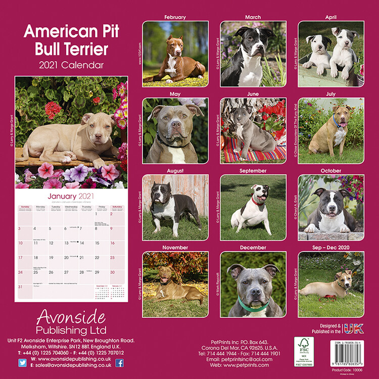 Koledar 2021 American Pit Bull Terrier