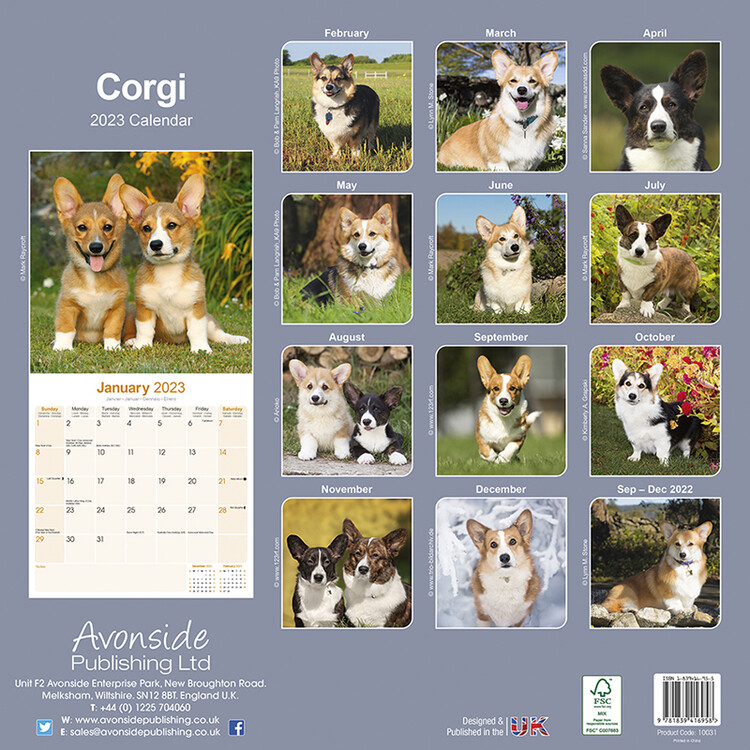 Welsh Corgi - Stenski koledar 2023 | Kupite na Europosterji