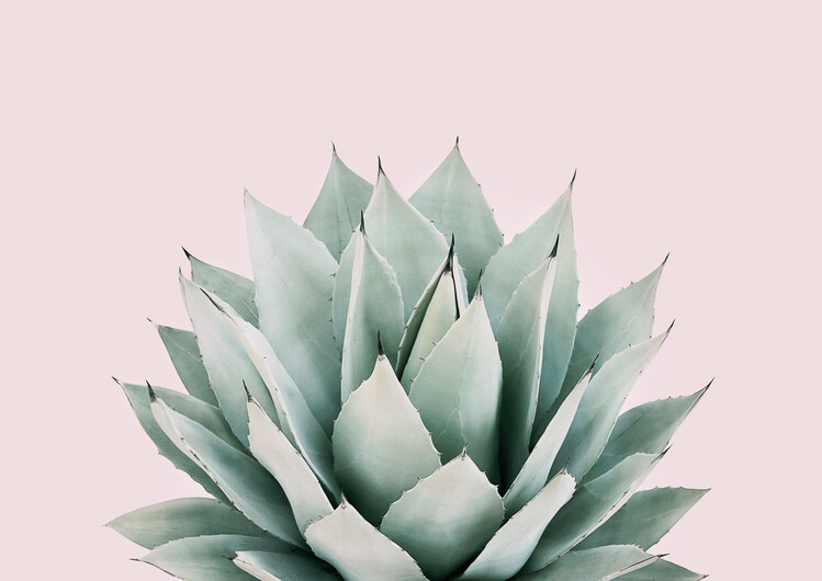 Kunstfotografier Blushing succulent