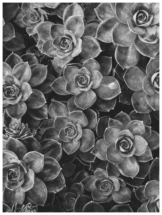 Illustrasjon border succulent