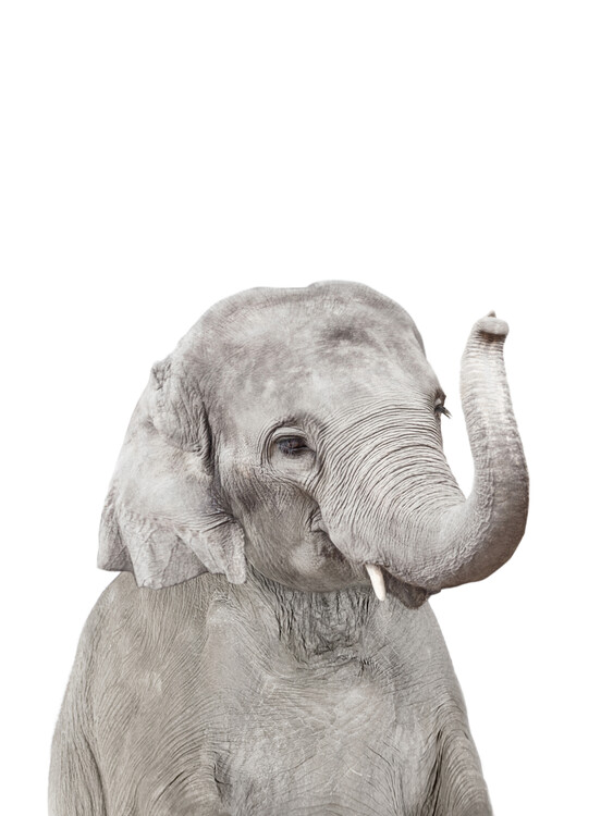 Kunstfotografier Elephant 2