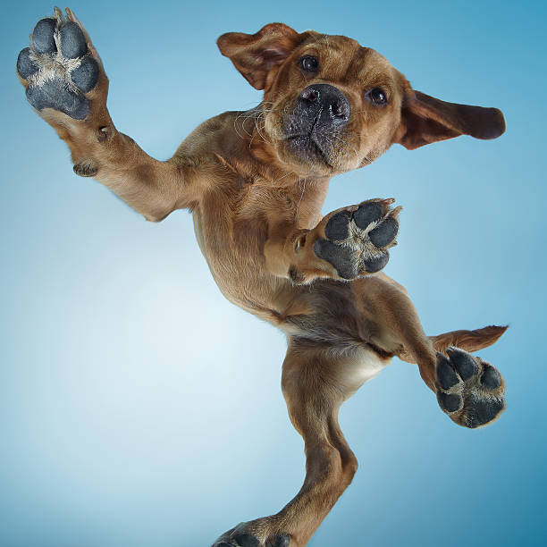 Samolepka Labrador Puppy Dancing