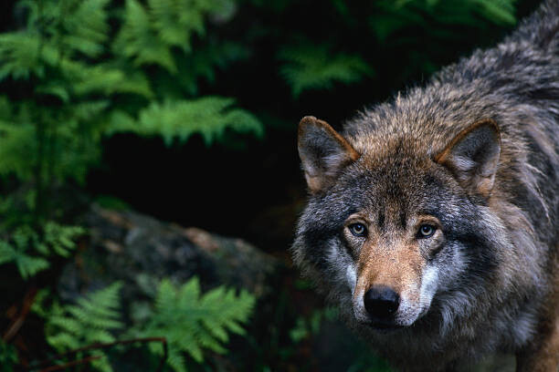Billede på lærred Alert Grey Wolf Hunting