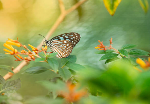 Billede på lærred Butterfly-Stock image